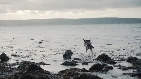 Schwarzer-Labrador-Hund,-Der-Am-Strand-Holt,-Zeitlupe