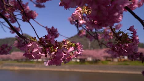 Zeitlupe,-Nahaufnahme-Von-Kontrastreichen-Kirschblütenbäumen-Gegen-Den-Fluss