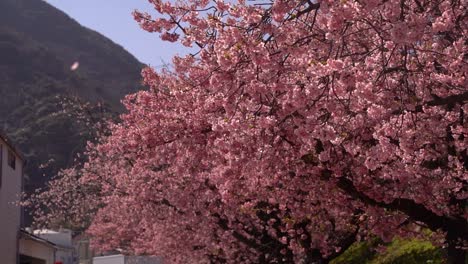 Nahaufnahme-Des-Wunderschönen-Sakura-Kirschblütenbaums-Mit-Blütenblättern,-Die-In-Zeitlupe-Fliegen