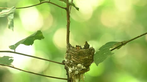 Black-naped-Monarch,-Hypothymis-azurea,-Kaeng-Krachan-National-Park,-Thailand