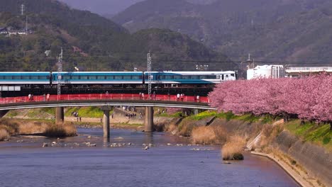 Wide-river-view-of-blue-and-white-train-running-over-bridge-with-Sakura-trees