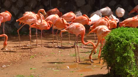 Flamboyance-Of-Flamingos-Flock-Together-On-A-Summer-Day,-two-flamingos-drinking-water-from-a-puddle-in-Seoul-Grand-Park-Zoo