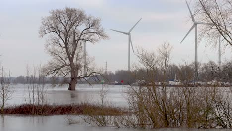 Large-winter-barren-tree-sticking-out-of-the-high-level-river-IJssel-water-that-flooded-the-floodplains-with-sustainable-electricity-windmills-in-the-background-and-vegetation-in-the-foreground
