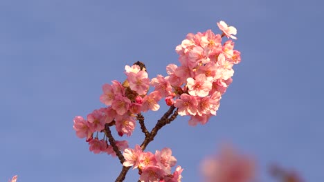 Close-up-view-of-beautiful-pink-Sakura-cherry-blossom-with-single-sparrow-bird