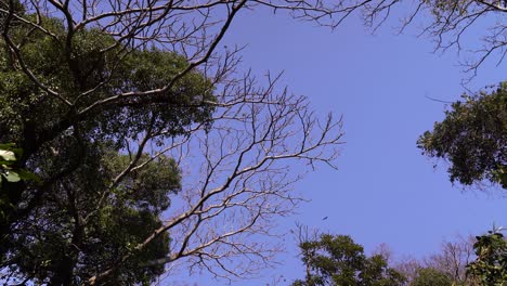 Calm-view-looking-up-on-top-of-trees-and-blue-sky-with-bird-flying