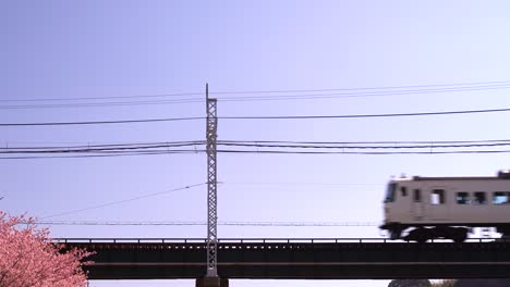 Famous-JR-Odoriko-train-running-over-bridge-with-Sakura-in-bottom-corner