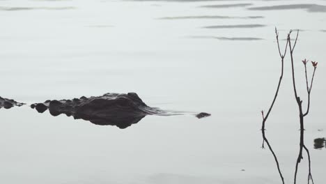 Gruseliges-Schwarzes-Alligator-Reptilientier-Im-Wasser-Mit-Zweigen