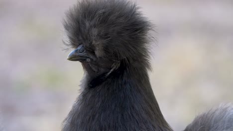 Extreme-closeup-of-a-silkie-chicken-with-blurred-out-background