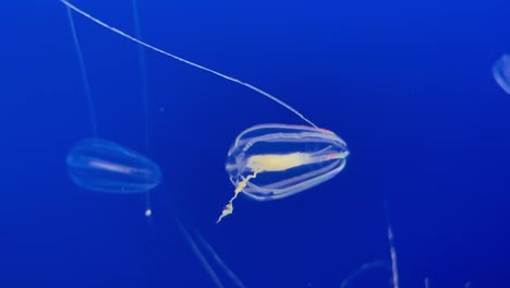 Seestachelbeerqualle-Unter-Wasser,-Die-Ihr-Buntes-Biolumineszierendes-Licht-Zeigt