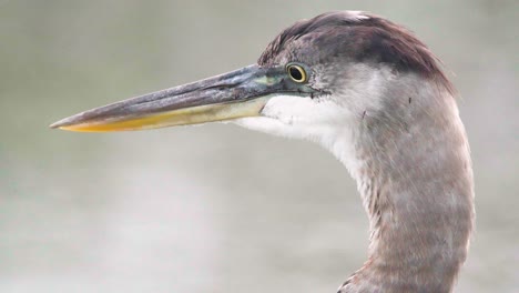 Great-Blue-Heron-Bird-Portrait-Mit-Mücken,-Die-Auf-Dem-Kopf-Landen,-Aus-Nächster-Nähe