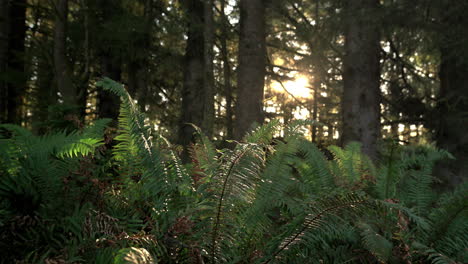 Gimbal-shot-of-ferns-in-forest-with-sun-flare