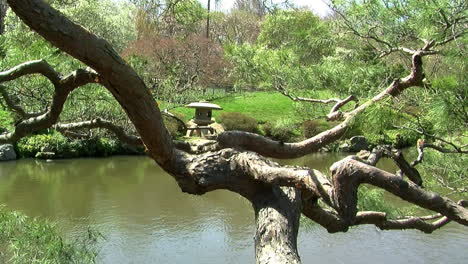 Niwaki-style-pine-tree-branches-frame-a-view-of-a-Japanese-stone-lantern-across-a-pond