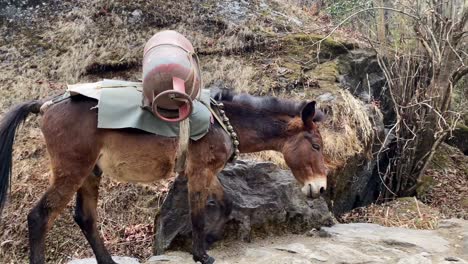 A-mule-train-in-the-Himalaya-Mountains-of-Nepal