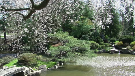 Pan-right-to-left-across-Japanese-koi-pond-with-footbridge-and-waterfall