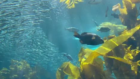 Ein-Großer-Sardinenschwarm,-Der-Durch-Kaliforniens-Seetangwald-Schwimmt
