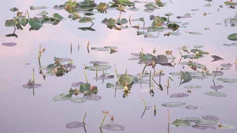 calm-water-and-lily-pads-landscape