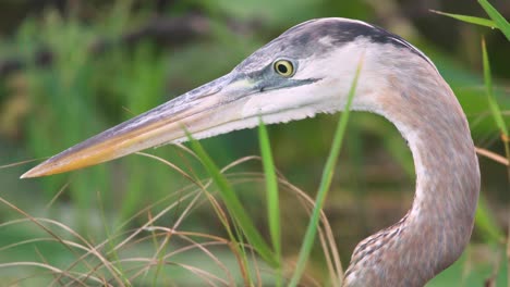 great-blue-heron-bird-portrait-with-foliage-close-up