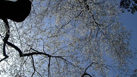 Die-Kamera-Schwenkt-Von-Zweigen-Eines-Blütenbedeckten-Kirschbaums-Herunter-Zum-Blick-Auf-Ein-Japanisches-Haus-Mit-Zwei-Giebeln
