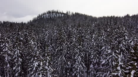 Aerial-drone-flies-above-snow-covered-trees-in-the-mountains