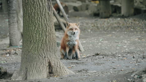 Fox-Sitting-Down-Looking-Straight-To-The-Camera-In-A-Zoo-At-Sendai,-Miyagi,-Japan