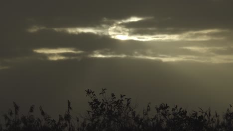 sun-and-clouds-with-foliage-silhouette-landscape-timelapse