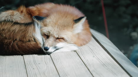 A-Fox-Sleeping-Peacefully-At-Zao-Fox-Village,-Miyagi,-Japan---close-up