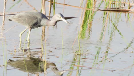 little-blue-heron-bird-walking-in-shallow-water-looking-for-food-to-feed