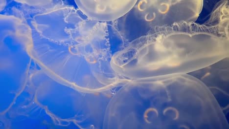Moon-jellyfish-.-Underwater-footage-in-HD