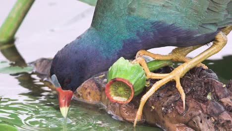 Colorido-Pájaro-Gallinule-Púrpura-Bebiendo-Agua-De-Cerca-En-Cámara-Lenta