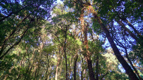 Waldbäume.-Natur-Grünes-Holz-Sonnenlicht-Und-Himmel
