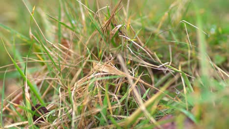 Extreme-Close-Up-On-A-Clump-Of-Green-Grass-With-Dew-On-It