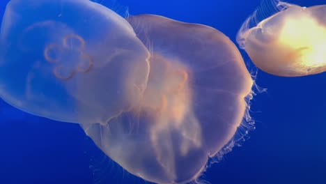 Large-Moon-Jellyfish-pulsing-underwater