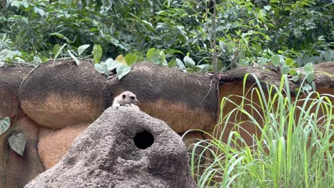 Small-curious-meerkat,-suricata-suricatta-resting-on-top-of-an-artificial-rock-and-observing-its-surroundings-at-enclosed-zoo-at-Singapore-mandai-wildlife-reserves