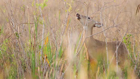 white-tailed-deer-mammal-eating-green-and-yellow-leaf-shoots-off-branch