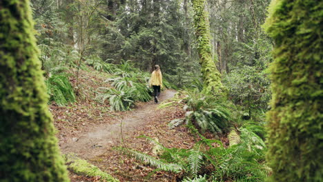 A-young-woman-wearing-a-bright-yellow-jacket-walks-through-a-green-mossy-forest,-push-in-shot-between-two-big-trees