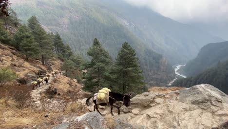 Ein-Maultierzug-In-Den-Himalaya-Bergen-Von-Nepal