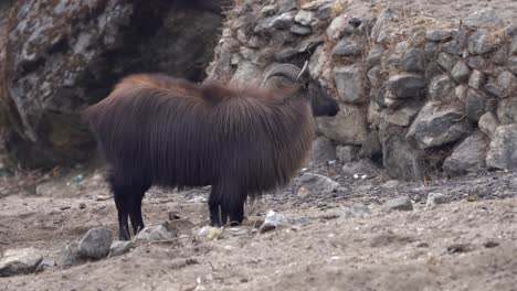 A-Himalayan-Tahr-scratching-in-the-dirt-looking-for-salt