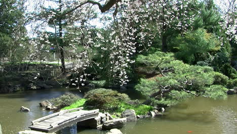 Pan-left-to-right-across-Japanese-koi-pond-with-footbridge-and-waterfall