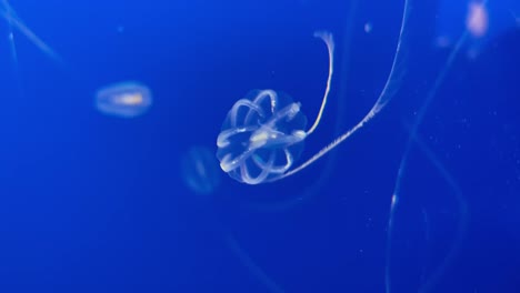 Medusas-De-Grosella-Espinosa-De-Mar-Bajo-El-Agua-Mostrando-Su-Colorida-Luz-Bioluminiscente