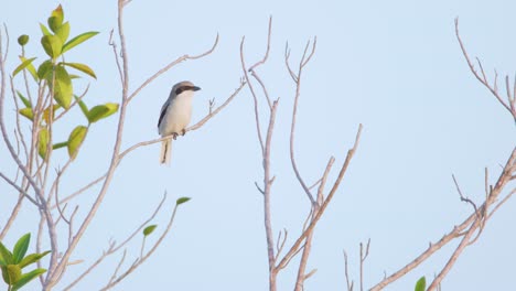 small-shrike-bird-perched-on-branch-against-clear-blue-sky