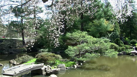 Camera-jibs-from-Japanese-garden-pond-to-cherry-tree-covered-in-blossoms