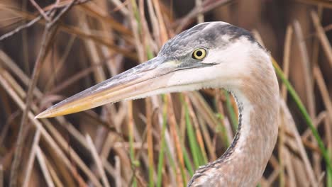 great-blue-heron-bird-portrait-moving-eye-close-up