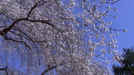 Kameraausleger-Vom-Blütenbeladenen-Trauerkirschbaum-Zum-Koi-Teich-Im-Japanischen-Garten