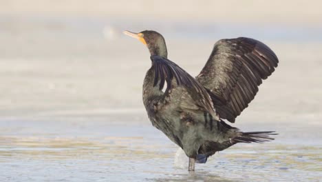 Kormoranvogel,-Der-Flügel-Ausbreitet-Und-In-Zeitlupe-Am-Sandstrandufer-Weggeht