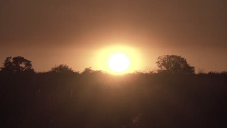 Orangefarbener-Everglades-Sonnenuntergang-Mit-Laubsilhouette