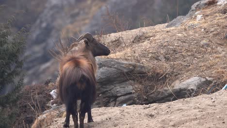 A-Himalayan-Tahr-looking-at-its-surroundings-from-its-vantage-point-on-a-high-ledge