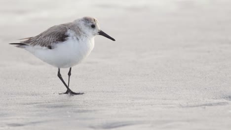 cute-sandpiper-bird-moving-on-sandy-shore-in-slow-motion