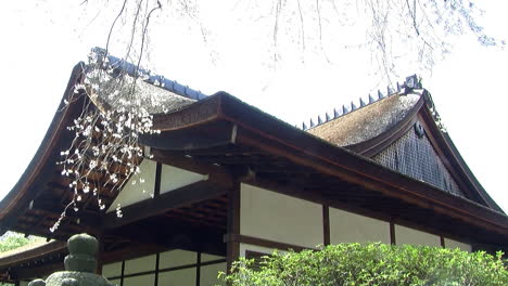 Camera-jibs-from-low-angle-view-of-Japanese-house-up-to-branches-of-cherry-tree-covered-in-cherry-blossoms