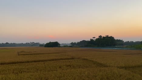 Establisher-pan-showing-vast-Rice-paddy-farmland-in-winter,-Bangladesh