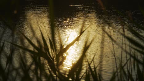 Zeitlupe-Einer-Glänzenden-Reflexion-Auf-Dem-Wasser-Des-Sonnenuntergangs,-Mit-Verschwommenen-Blättern-Im-Vordergrund,-Die-Sich-Im-Wind-Bewegen
